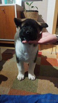 Americká akita štěňátka pejsek a fenečka - 2