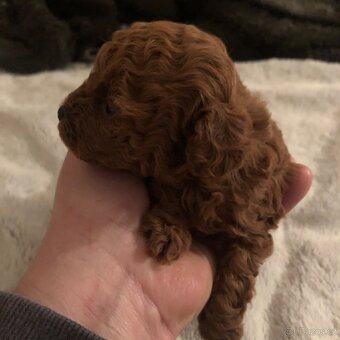 Toy pudl štěňátko s PP - 2