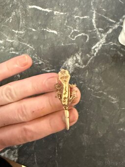 Pagekon řasnatý sameček 7 měsíců - 2