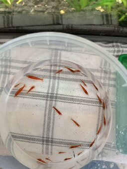 krevetky neocaridina red cherry 10,-/ ks - 2