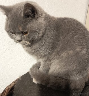 Britská čistokrevná jrýtjisrstý jičučja - 2