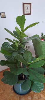 Ficus lyrata - 2