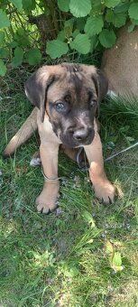 Pes CC bez PP, na krytí - 2