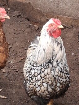 Wyandotka velká kohouti - 2