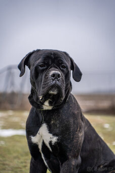 Hledáme domov pro Valdu - 2