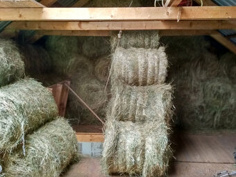 Prodám seno - malé kulaté balíky - 2