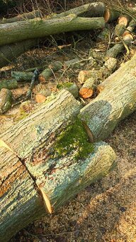 Lipové dřevo - kmeny - 2