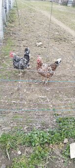 Švédská květina - 2