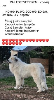 Krytí Pyrenejský horský pes - 2