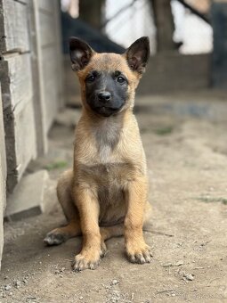 Belgický ovčák Malinois štěňátka - 2