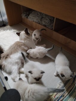 Koťátka s PP plemena Ragdoll - 2