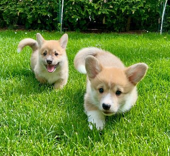 Welsh corgi pembroke - 2