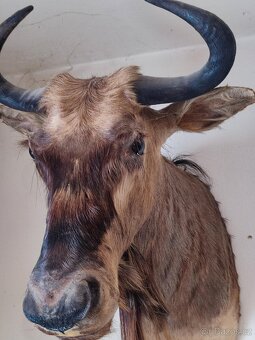 Pakůň žíhaný-5300,-kč - 2