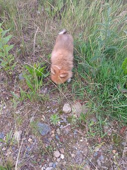Pomeranian mini Boo - 2