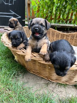 Štěně border terrier s PP - 2