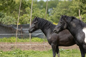 Huculský hřebec, Hucul, malý kůň, pony, tobiano - 2