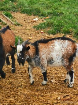 Prodam nebo vyměním 2 kozlíky - 2