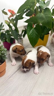 Jack Russel Terier - 2