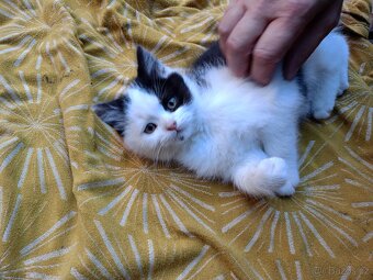 Perská činčila koťátka - 2