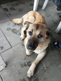 Fenka křížence belgického ovčáka - 2