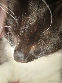 Kříženka Mainské mývalí kočky - 2