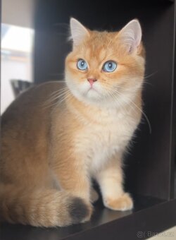 Britský kocourek, černě zlatý, vzácné modré oči, PP - 2