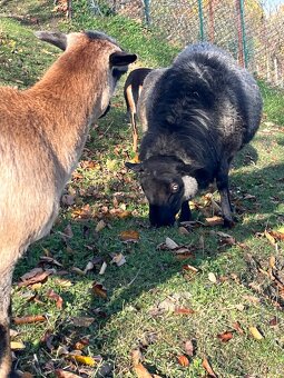 Přidám Berana romanovsky - 2