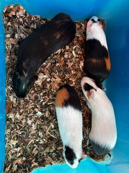 Prodám morčata - 2