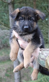 Německý ovčák s PP - 2