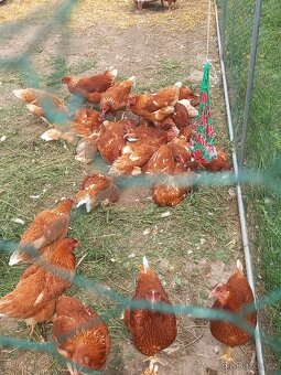Eco farma - 2