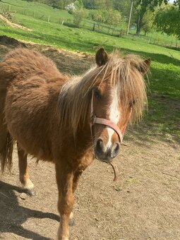 Stehan Pony - 2