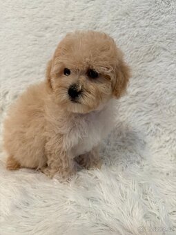 Maltipoo - 2