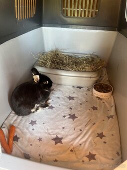 Daruji zakrslého králíčka 🐰 - 2