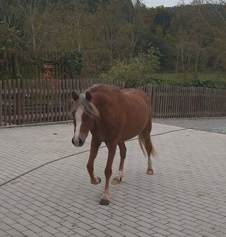 Welsh pony B - 2