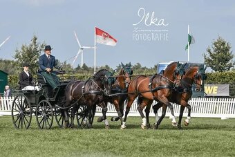 17 letý valach KWPN - 2
