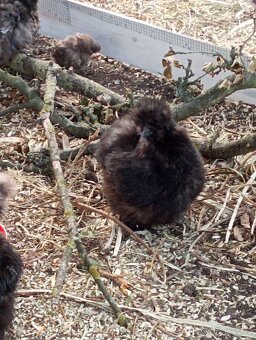 Hedvabnicka USA čokoládová - 2