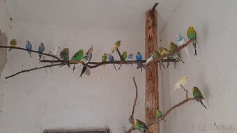 Prodam Andulky vsech barev. - 2