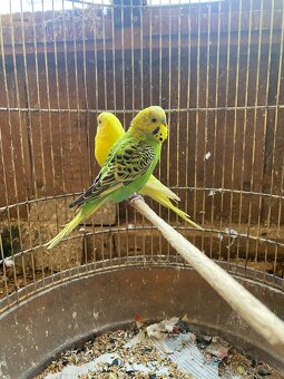 Andulka vlnkovaná - 2