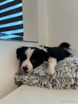 Border kolie bez PP - 2