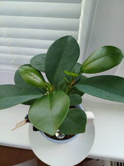 Rostlina Fikus vč.keram.kvetinace a kominik - 2