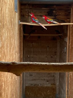 Rosela pestrá opalín gold gold - 2