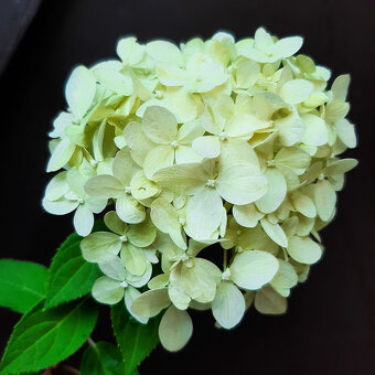 Hortenzie latnatá "Limelight" - 2