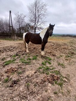 Prodám 5 letou kobylu Welsh - 2