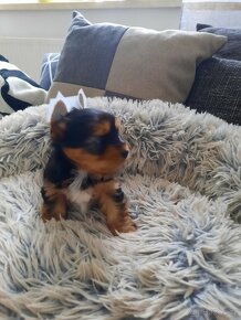 Color yorkshire terrier s pp - 2
