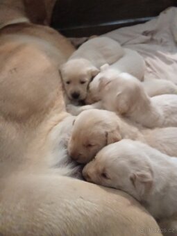 Čistokrevná štěňátka Labradora - 2