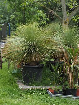 Yucca linearis - 2