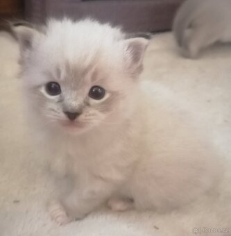 Ragdoll bez PP - 2