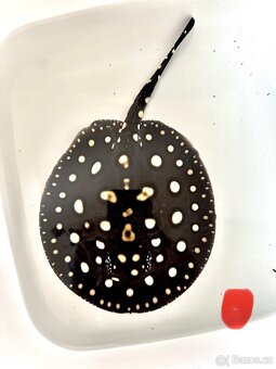 Potamotrygon Black Diamond x Big Spot - 2