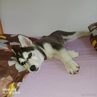 Sibiřský husky - 2