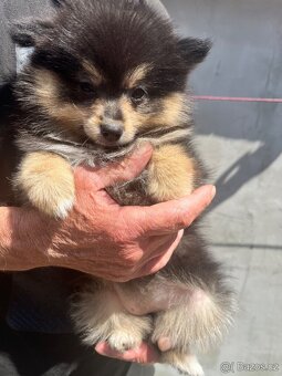 Pomeranian - 2